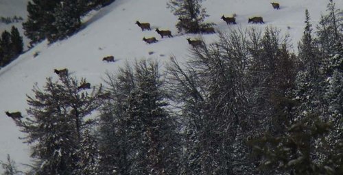 Group of cows small.jpg