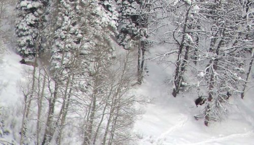 Three Bulls small.jpg