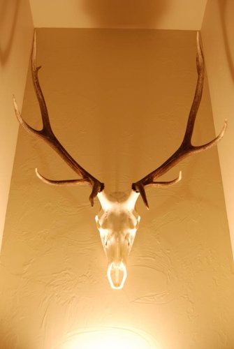 Skull3.jpg