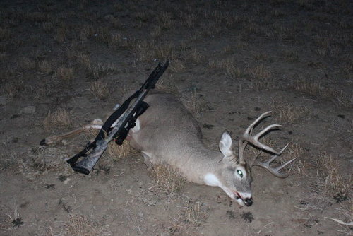 deer 116a.jpg