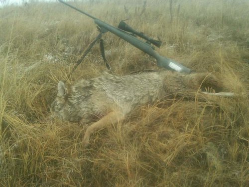 ND Coyote.jpg