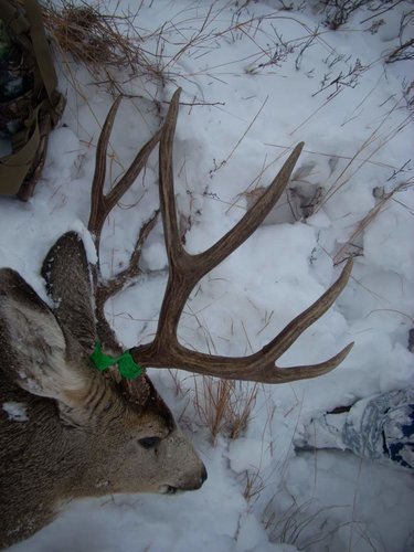 2010 1st Mule Deer 011.jpg