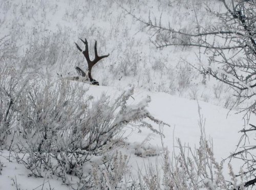 MULE DEER 004 - Copy.jpg MULE DEER 004 - Copy.jpg