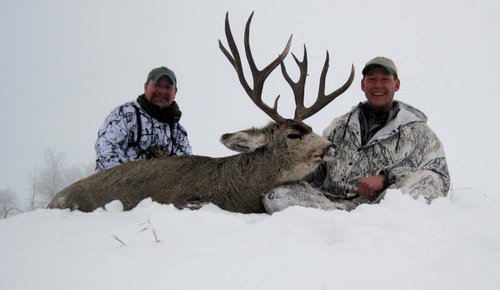 MULE DEER 077 - Copy.jpg MULE DEER 077 - Copy.jpg