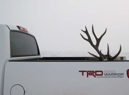 MULE DEER 101 - Copy.jpg MULE DEER 101 - Copy.jpg