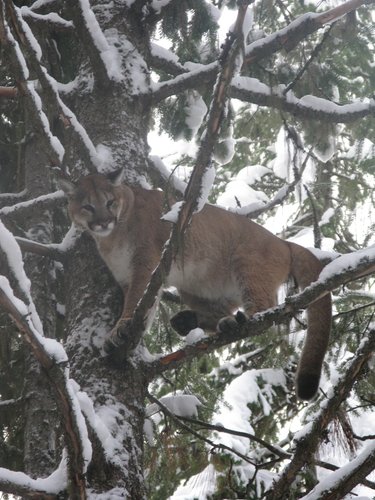 Gerald's Mountain lion hunt 045.jpg