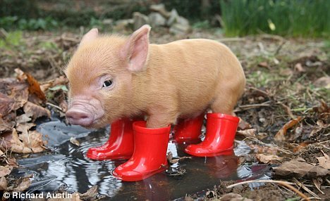 baby-pig-rain-boots.jpg