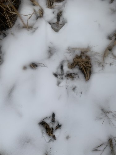 turkey tracks.jpg