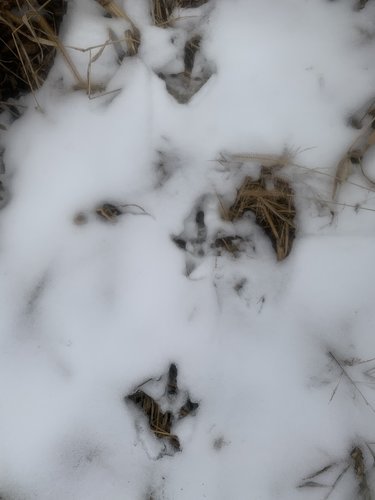 turkey tracks.jpg turkey tracks.jpg