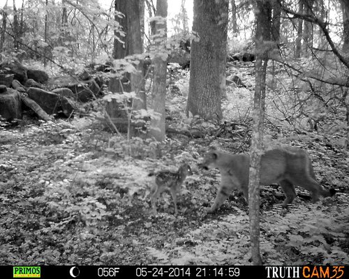 Cougar and fawn 1.JPG