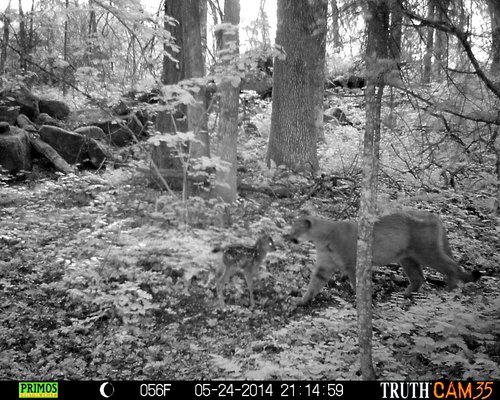 Cougar and fawn 1.JPG Cougar and fawn 1.JPG