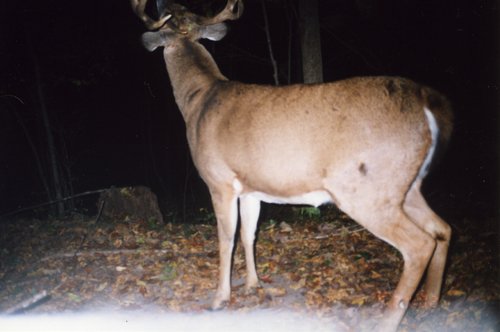 deer023.jpg
