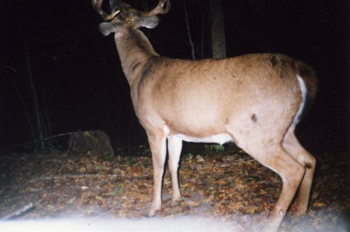 deer023.jpg deer023.jpg