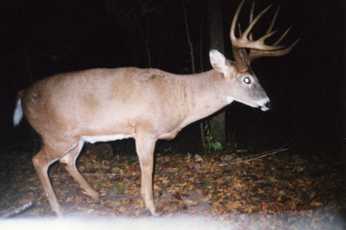 deer024.jpg