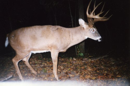 deer024.jpg deer024.jpg