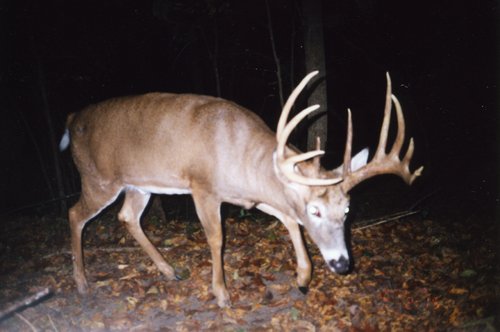 deer025.jpg deer025.jpg