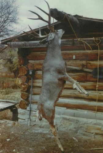 hollinger buck.jpeg hollinger buck.jpeg