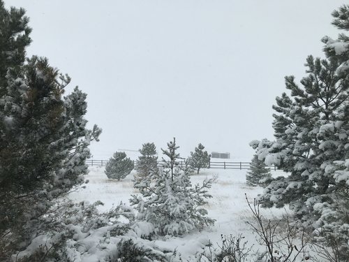 Snow 11 25 1.JPG