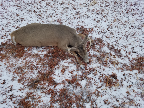 deer 1.png