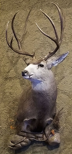 20190205_080704w.jpg 20190205_080704w.jpg