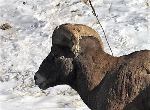 brokenhorn (2).jpg brokenhorn (2).jpg