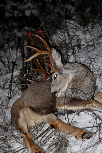 2019 December Buck.jpg