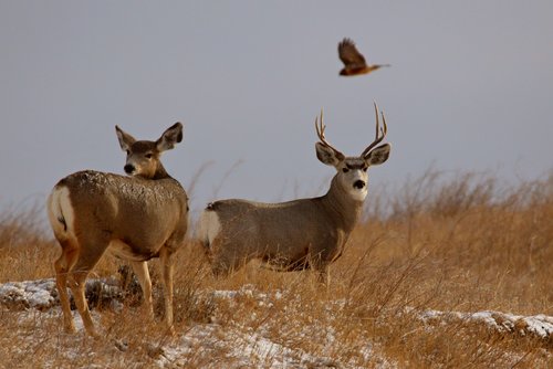 Deer & Hawk.jpg