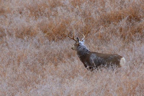 Sweet Clover Buck VII.jpg