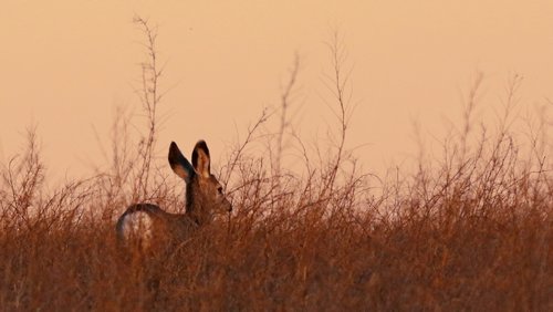 Fawn in Sweet Clover.jpg