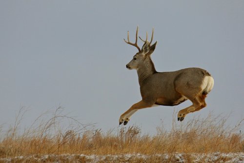 Flying Buck.jpg