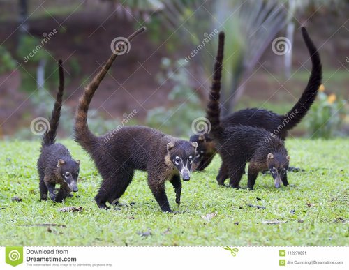 coati-mundi-group-grass-costa-rica-112270891[1].jpg