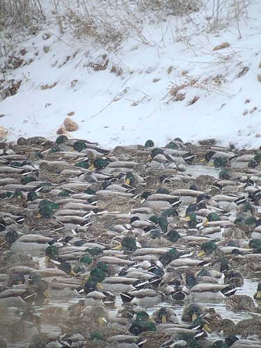 Mallards.JPG Mallards.JPG