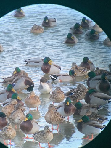 pintail.JPG pintail.JPG