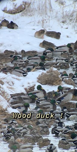 Wood Duck.JPG Wood Duck.JPG
