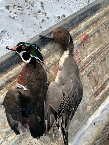 Duck Day.JPG Duck Day.JPG