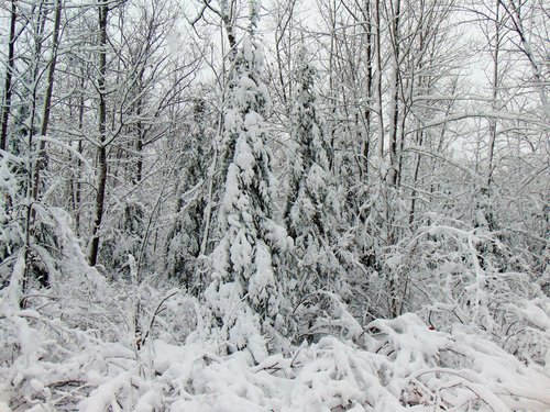 Little Silver Woods (11).JPG