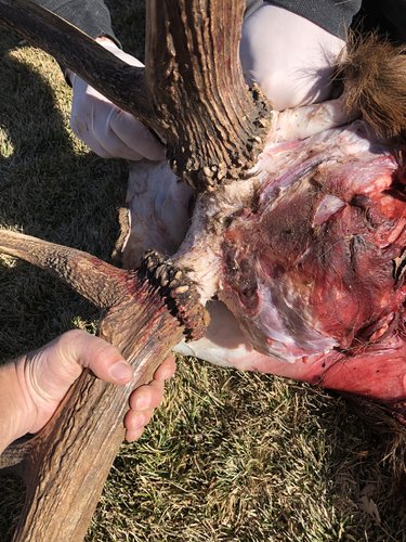 A2206E0D-333A-4318-AD60-248CDED858F6.jpeg A2206E0D-333A-4318-AD60-248CDED858F6.jpeg