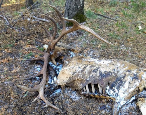 ElkDeadheadLay.jpg ElkDeadheadLay.jpg