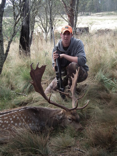 A mature 7.5 year old Fallow Buck harvested for its meat and antlers by Gerard in 2012.JPG