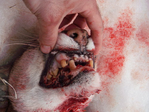 2014 mtn lion teeth.JPG 2014 mtn lion teeth.JPG