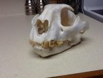 2014 mtn lion skull.jpg 2014 mtn lion skull.jpg