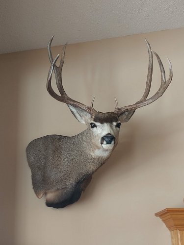 Looking for mule deer mount ideas. | Page 2 | Hunt Talk