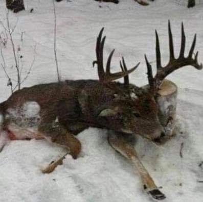 NY buck 2019.jpg