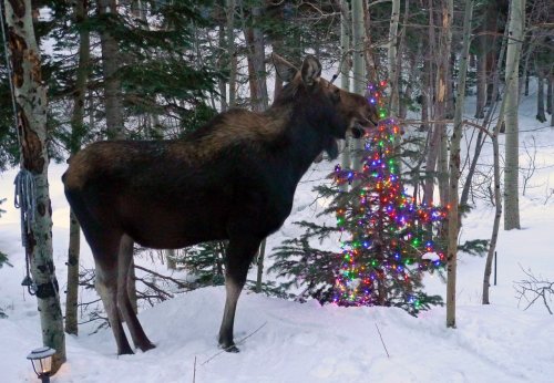 Merry-ChrisMoose!.jpg