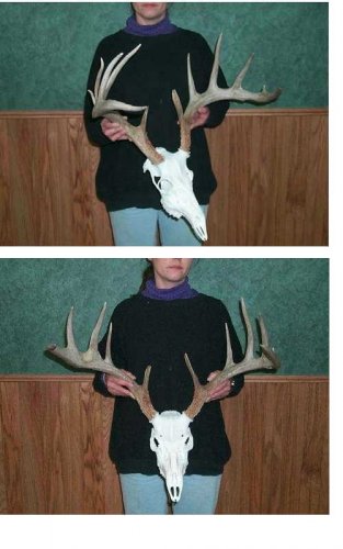 Copy of 2002 MT whitetail.jpg