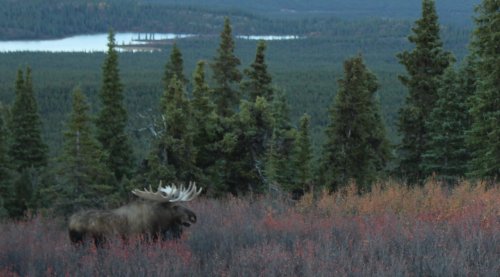 Ak moose.JPG Ak moose.JPG