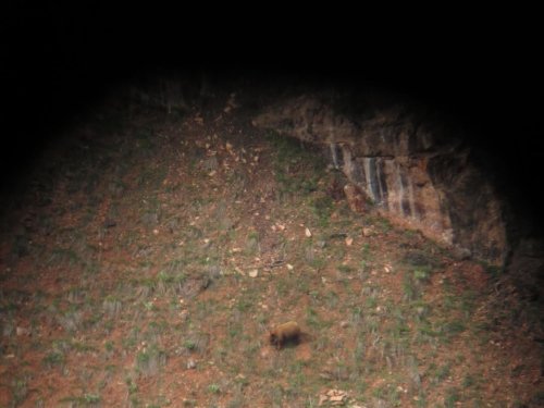 2017bear2.jpg 2017bear2.jpg