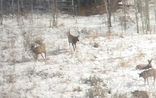 2016 spotter bull.jpg 2016 spotter bull.jpg