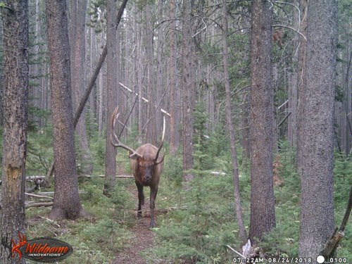 cool bull.jpg cool bull.jpg