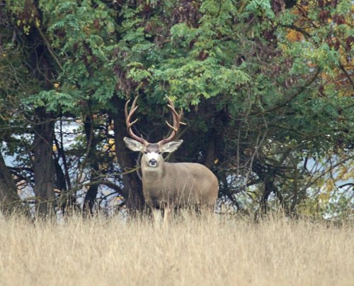 Deer.jpg Deer.jpg